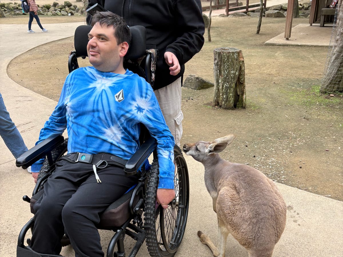 A kangaroo standing beside a young man in his wheelchair on a path at a wildlife park.